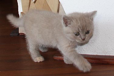 E_Kitten_03_08